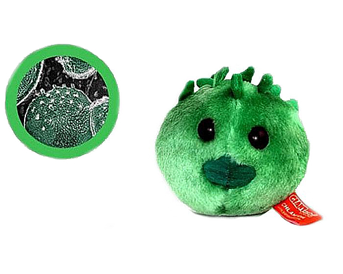 microbe_GM011_sbig_1.jpg